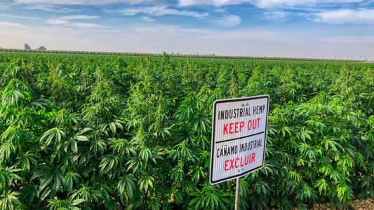 Planet Hemp: Leading the Way in Genetics, Extraction, and Natural Plant Medicine Delivery