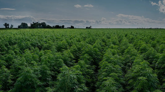 Holistic Cannabis Academy: Chiropractic Chronic Pain Management via CBD and Much More
